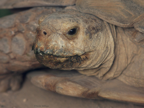 Spornschildkröte (Zoopark Erfurt)