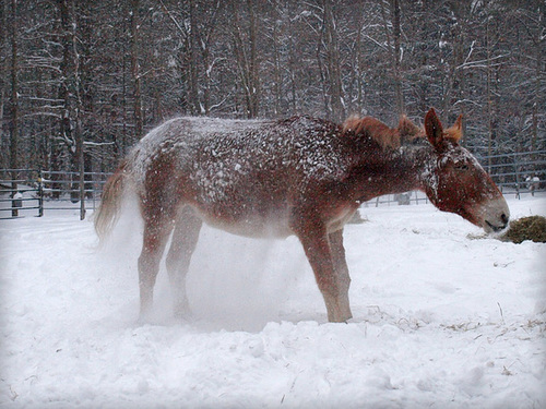 snow dance