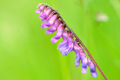 Fleurs de Vesce