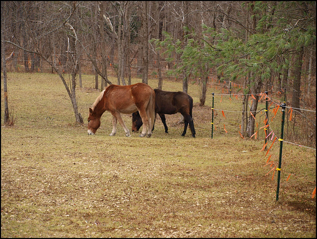 bleak pastures