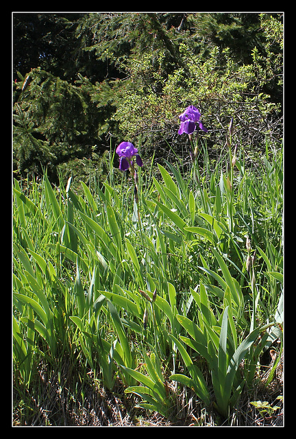 Iris germanica