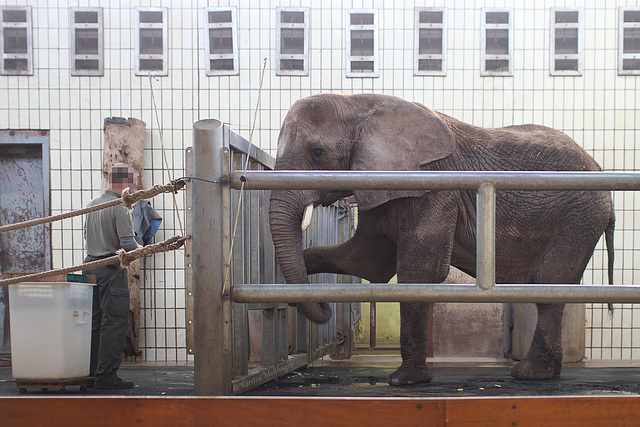 Pediküre (Zoopark Erfurt)