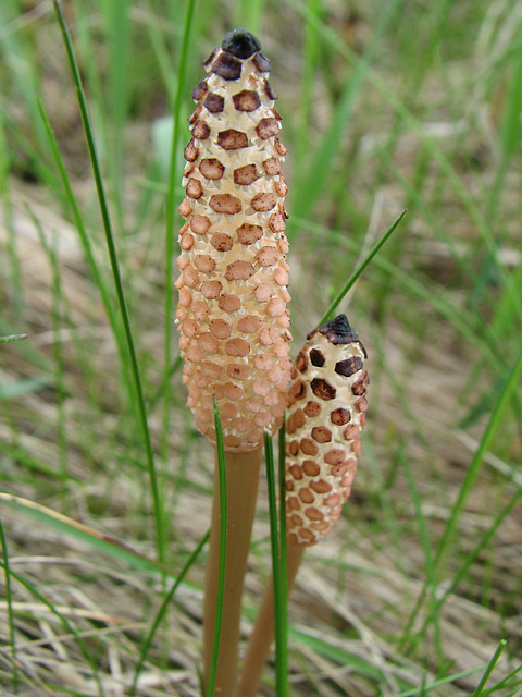 Common Horsetail