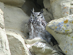 Great Horned Owl, McIntyre Ranch