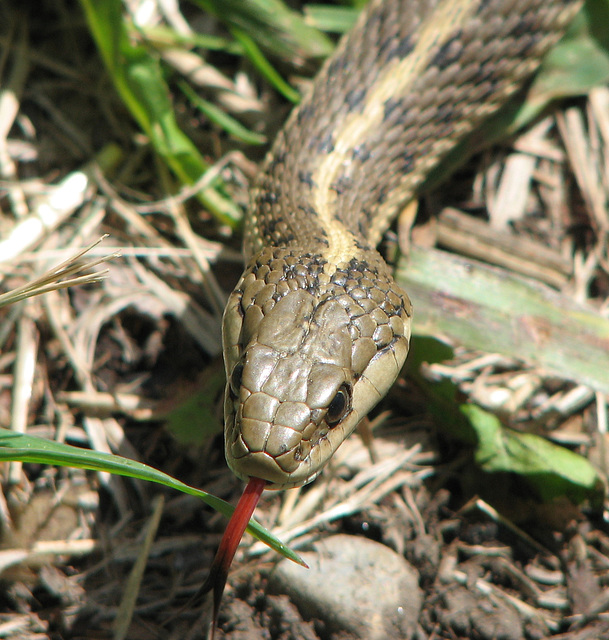 Wandering Garter Snake