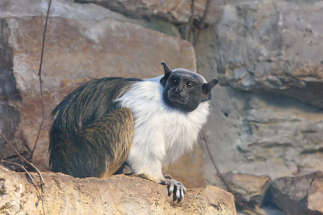 Manteläffchen (Zoopark Erfurt)