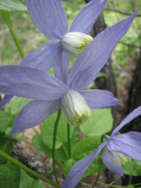 Blue Clematis