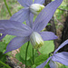 Blue Clematis