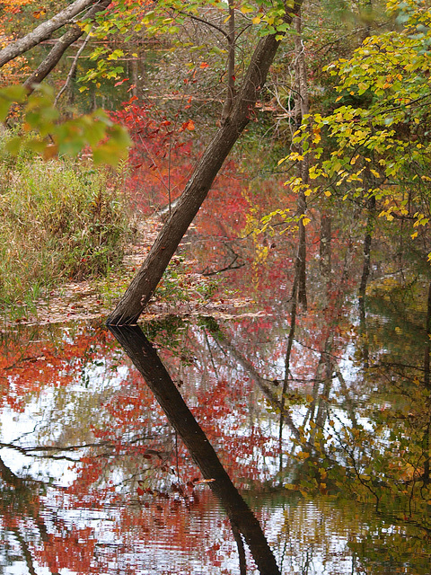 Churchill Brook, Autumn