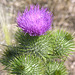 Bull Thistle