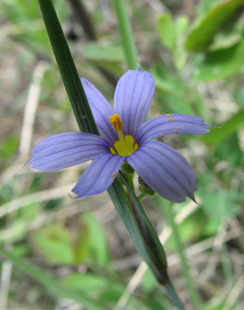 Blue-eyed Grass