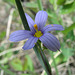 Blue-eyed Grass