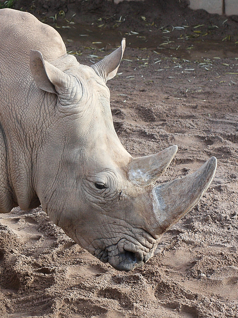 Breitmaulnashorn (Zoopark Erfurt)