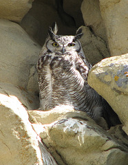 Great Horned Owl, McIntyre Ranch