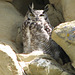 Great Horned Owl, McIntyre Ranch