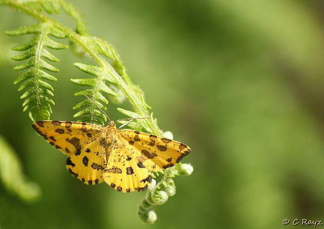 Speckled Yellow Moth