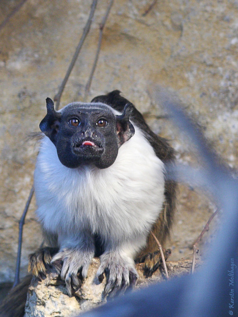 Manteläffchen (Zoopark Erfurt)