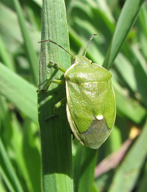 Big Green Stink Bug
