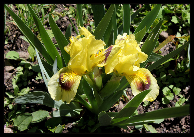 Iris Ritz