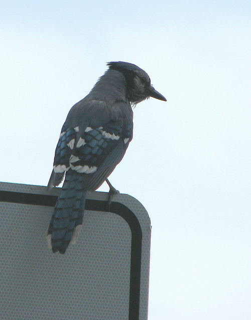 Blue Jay