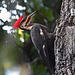 Pileated Woodpecker(m) outside my window  ! 12-7-12