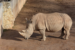 Breitmaulnashorn (Zoopark Erfurt)