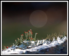 alien landscape