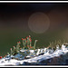 alien landscape
