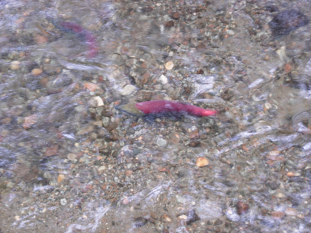 Salmon spawning in a stream