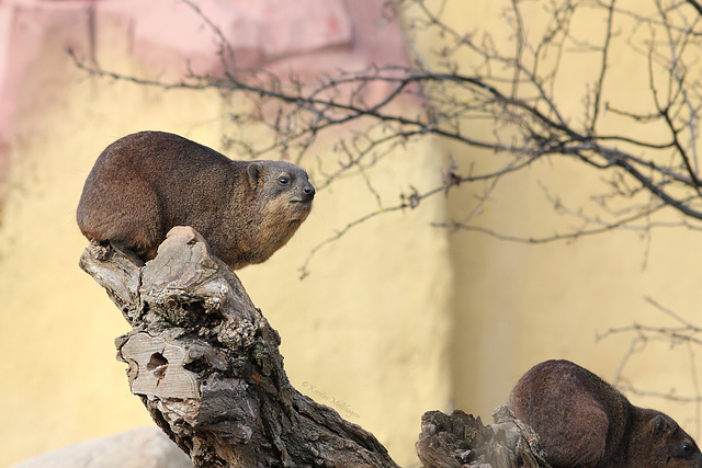 Klippschliefer (Zoopark Erfurt)