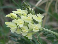 Early Yellow Locoweed