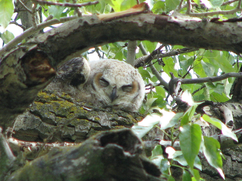 Eyes of the forest