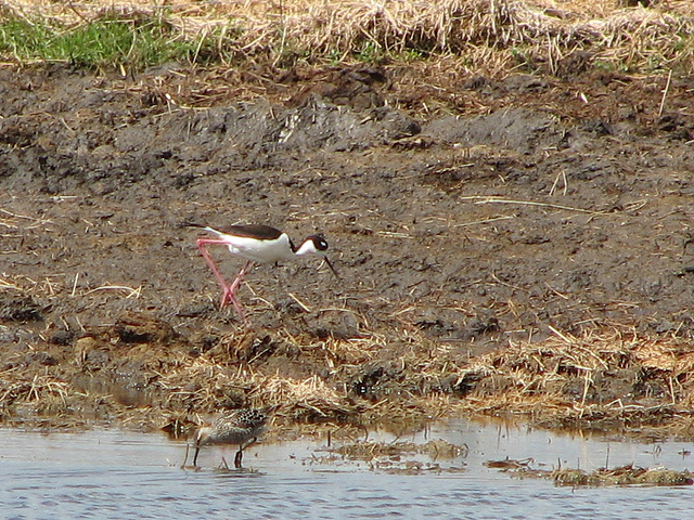 Black-necked Stilt and Stilt Sandpiper