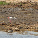 Black-necked Stilt and Stilt Sandpiper