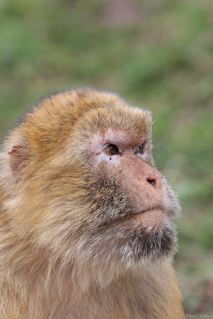 Berberaffe (Zoopark Erfurt)