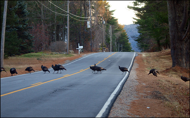 caution ~ turkeys x-ing