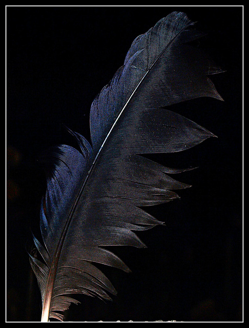 feather and flash