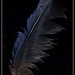 feather and flash