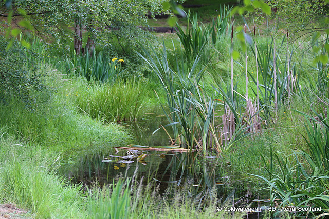 Bullrushes taking over...again.