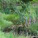 Bullrushes taking over...again.