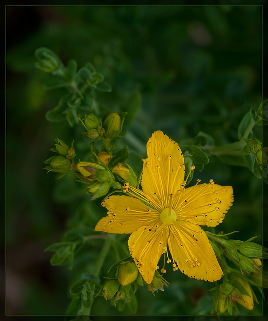 St. John's Wort: The 140th Flower of Spring & Summer!