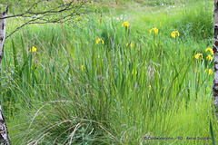 Yellow Flag Irises - these grow like weeds and are very invasive.