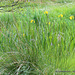 Yellow Flag Irises - these grow like weeds and are very invasive.