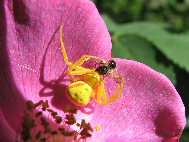 Crab Spider