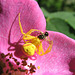 Crab Spider