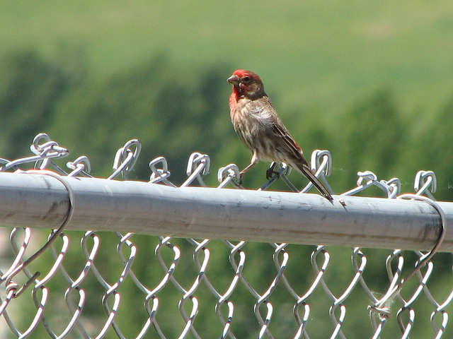 House Finch