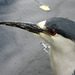 Black-crowned Night-heron