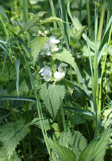 Lamium album (2)