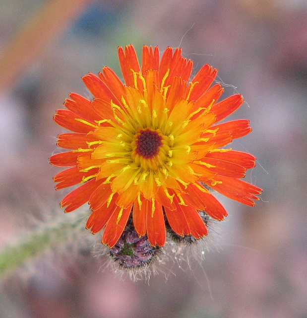 Orange Hawkweed