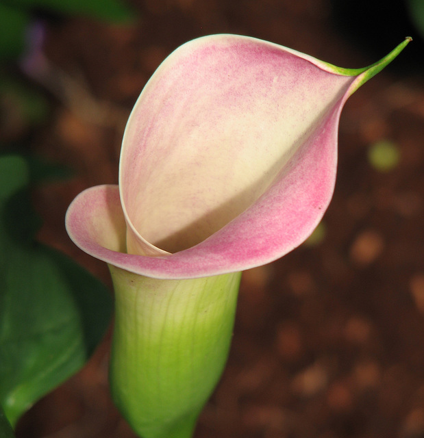 Pink Calla Lily